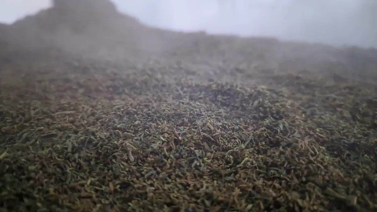Withered tea leaf in a factory trough